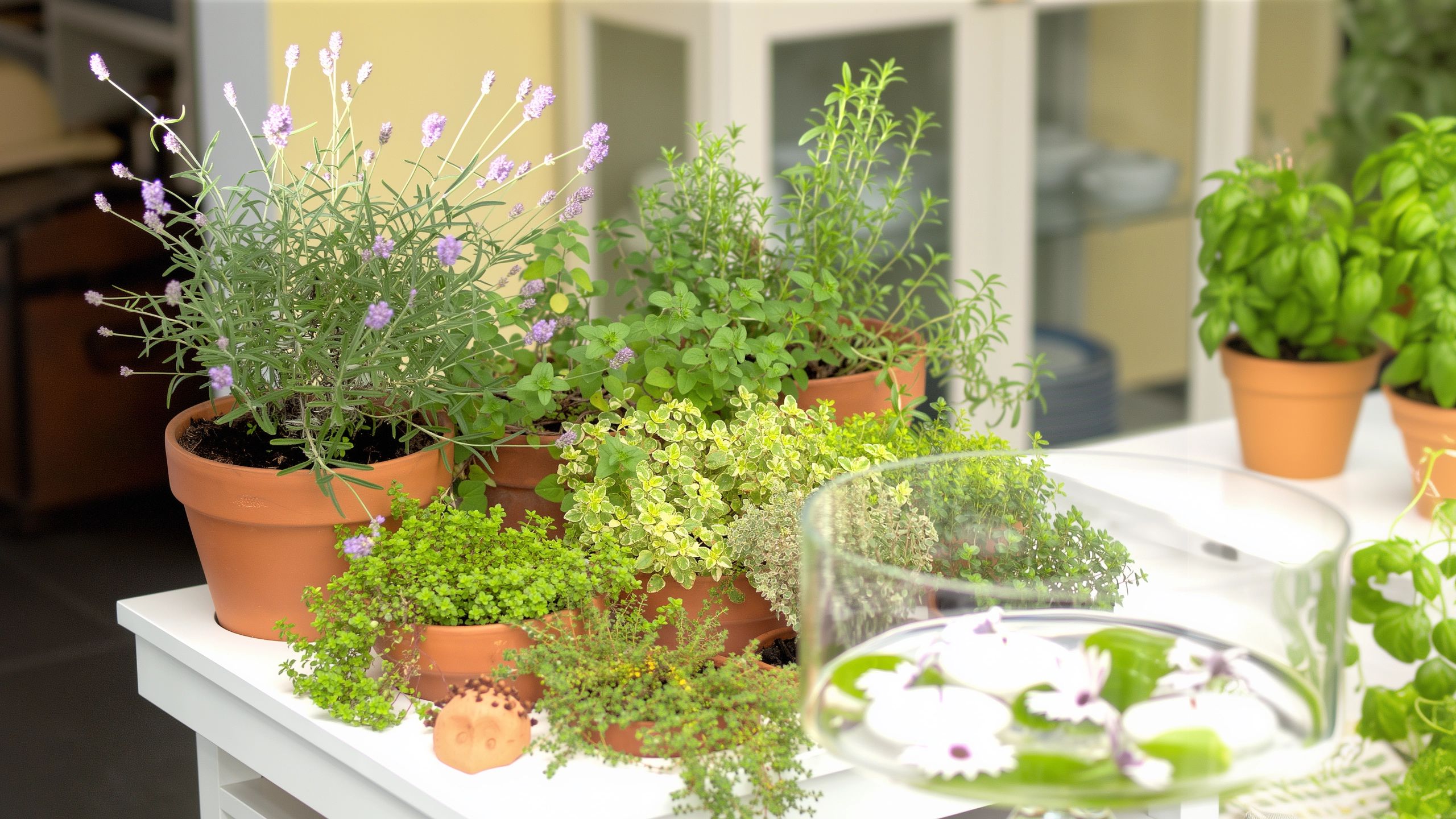 Collection of potted fresh herbs including lavender and basil for an indoor kitchen garden.